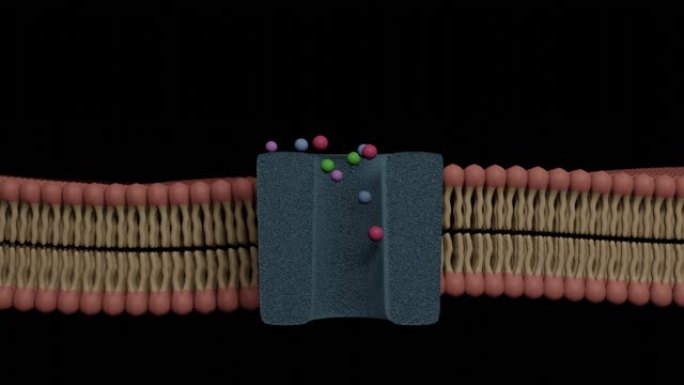 离子通道作用