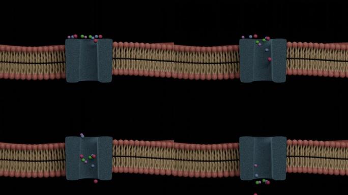 离子通道作用