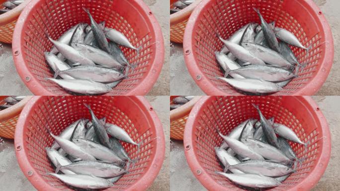 将新鲜的鱼分类成篮子准备出售。