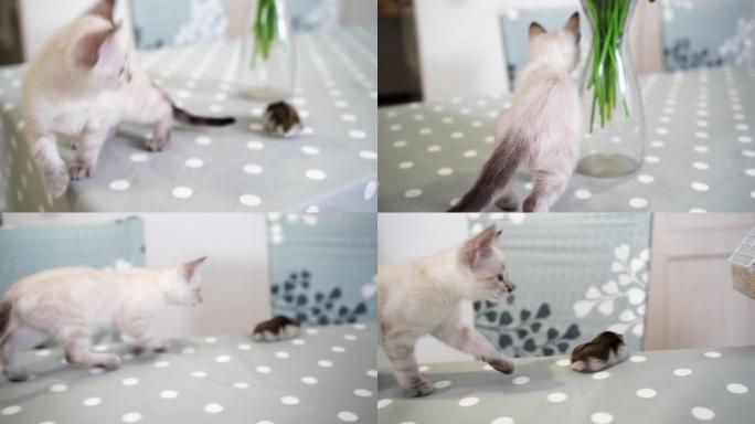 一只白色的涅夫斯基化妆舞会小猫和一只准加仓鼠玩耍。