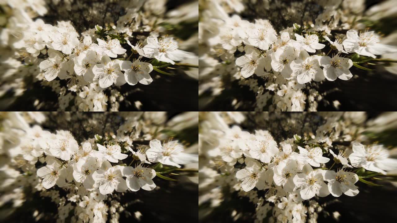 特写樱花枝，在柔和温暖的阳光下盛开的花朵，美丽的波克。16x9原始视频高质量。普洛雷斯422总部。