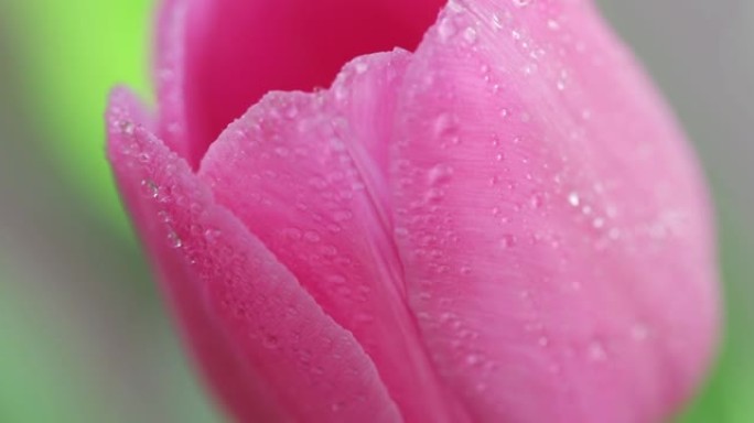 宏观花卉背景。花束新鲜的粉红色郁金香与水滴特写。露水花
