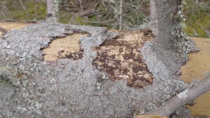 倒下的桦树欧洲云杉树皮甲虫的灰色皮肤