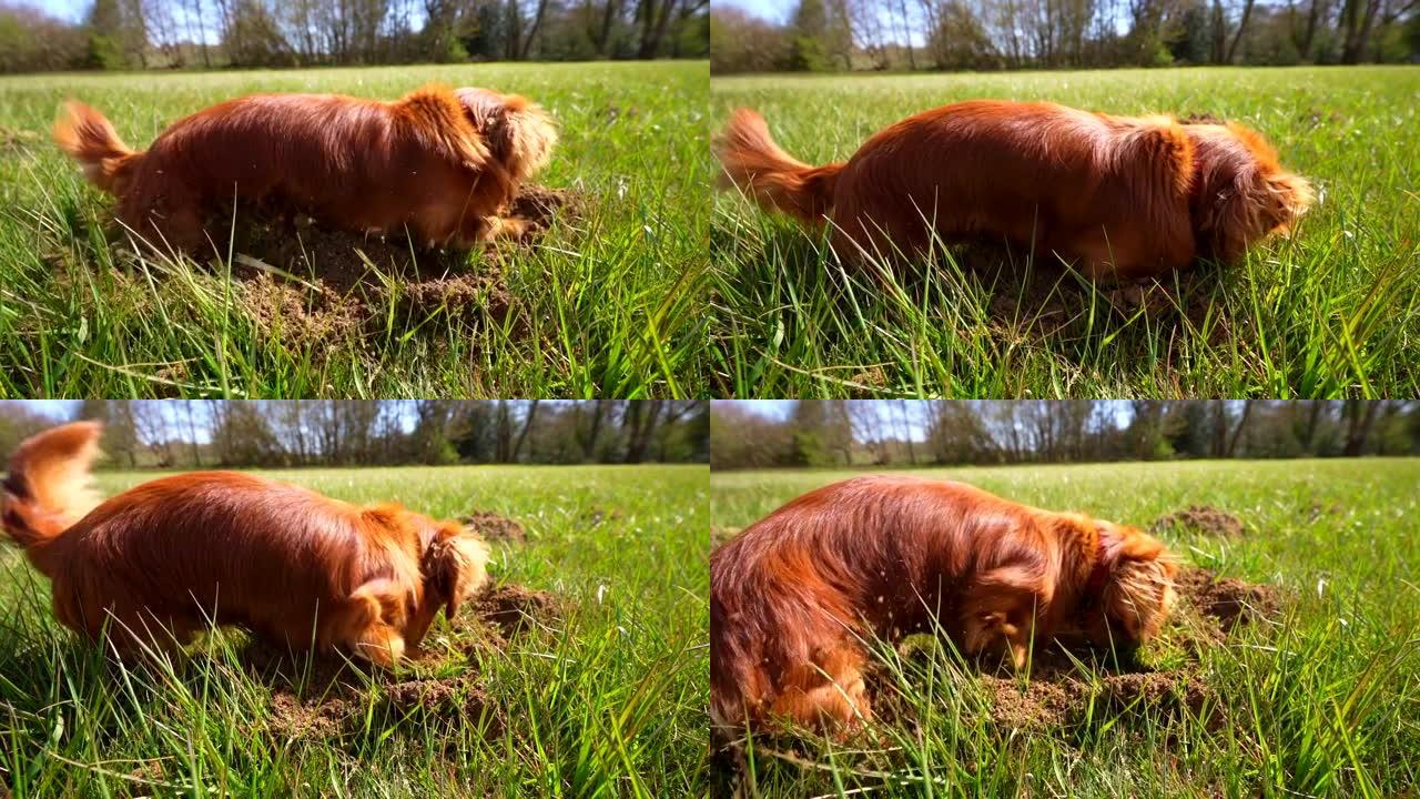 美丽的狗在草地上挖掘slo-mo电影1080p 120fps，20% (24fps)