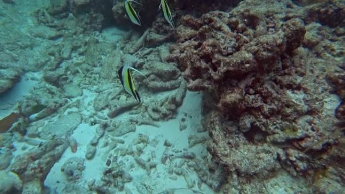 安达曼海的三角旗珊瑚鱼群