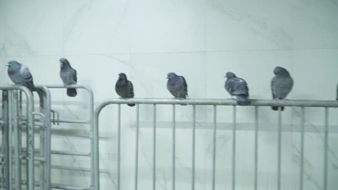 地铁大厅里的鸽子