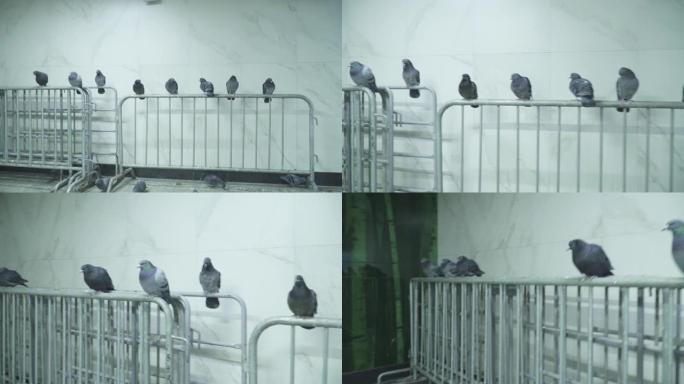 地铁大厅里的鸽子