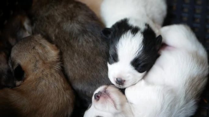 一群新生的小狗，并排躺着，拥抱在一起。