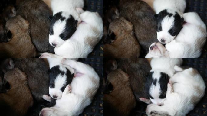 一群新生的小狗，并排躺着，拥抱在一起。