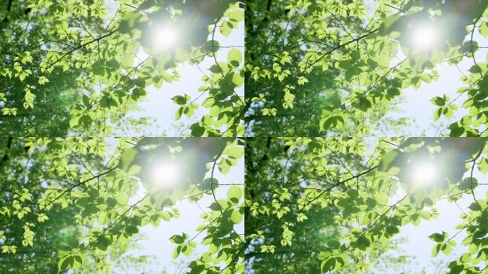 阳光下的新鲜绿树叶缝太阳光普照绿色春天氧