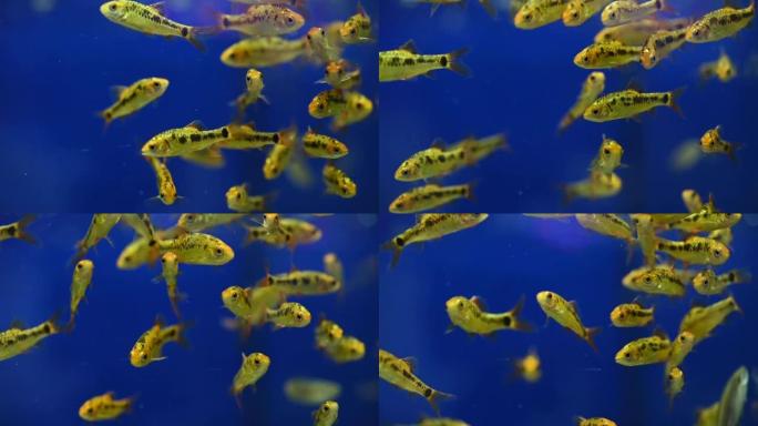 慢动作视频许多金鱼在玻璃缸里游泳。美丽的淡水宠物美丽的养鱼创意