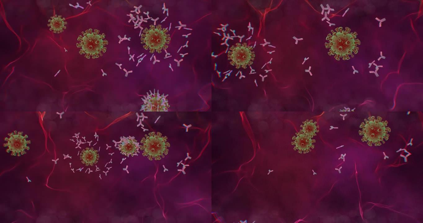抗体攻击并摧毁冠状病毒。显微镜下的特写镜头。用于视频编辑的医学3D动画。针对SARS的治疗或疫苗接种