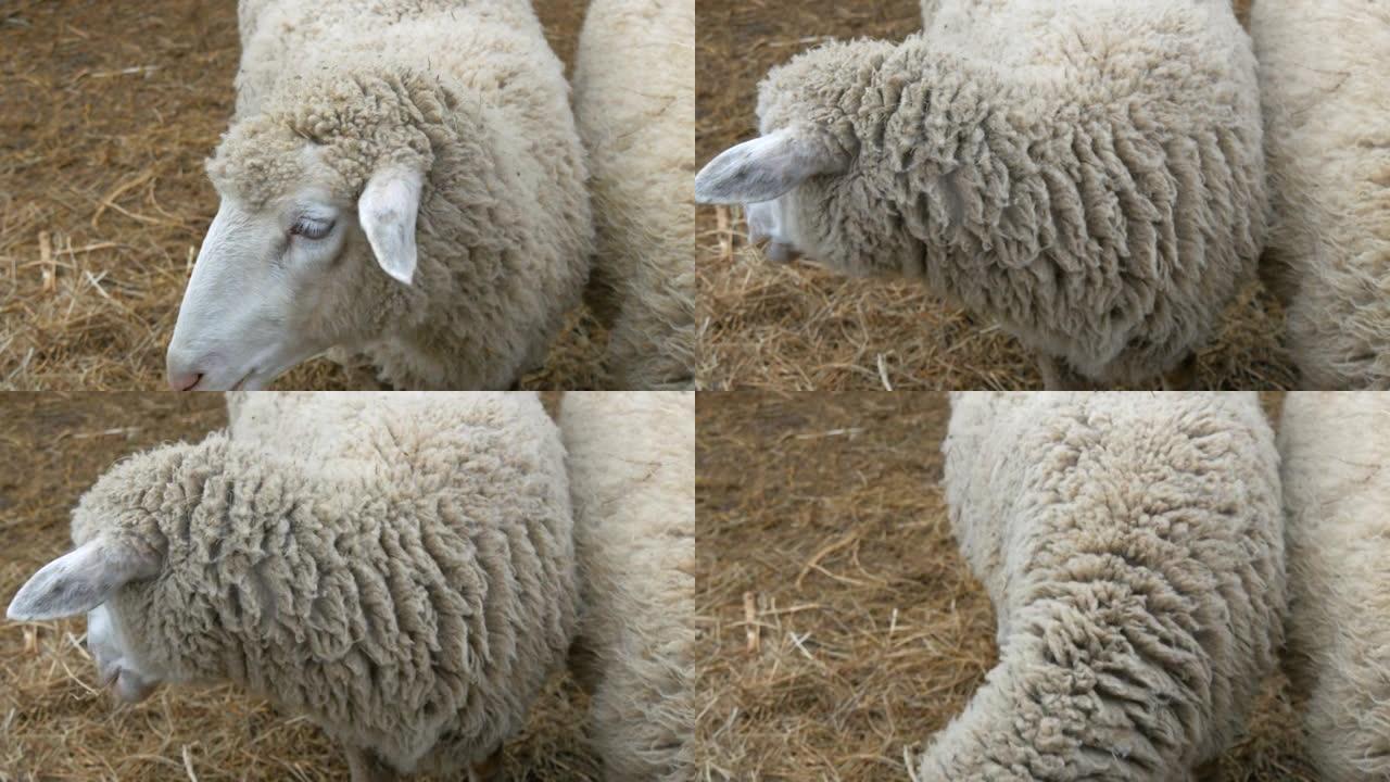 一小群不穿衣服的白羊在村子里的一个农场里吃干草。黑白枪口的滑稽绵羊看着相机