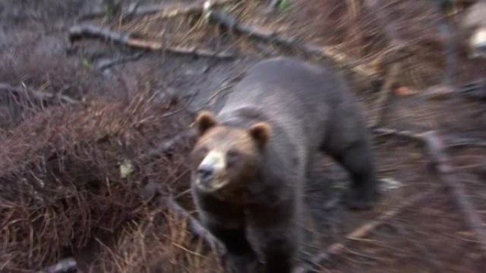阿拉斯加树林中的两只黑熊。阿拉斯加的野生动物。