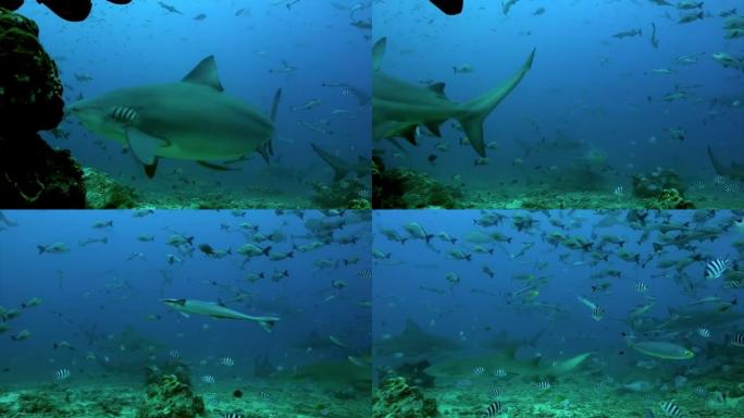 灰色公牛鲨和汤加水下海洋的鱼。