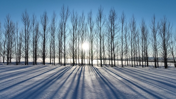 农田间的防风林带冬日雪景