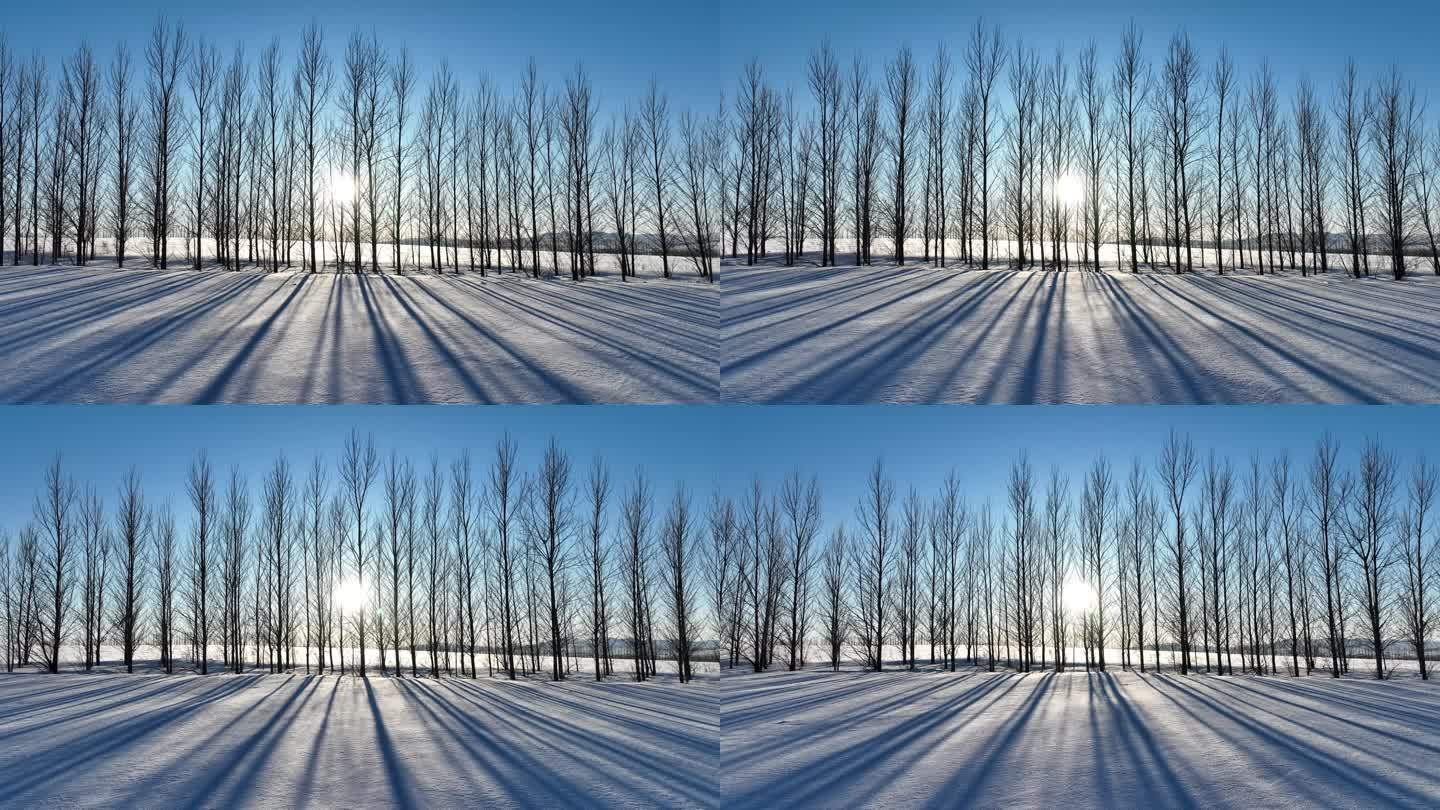 农田间的防风林带冬日雪景