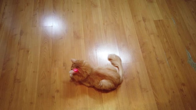 橙色猫追逐红点激光笔