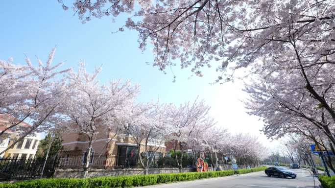 城市早晨开满樱花的街道花瓣雨飞扬
