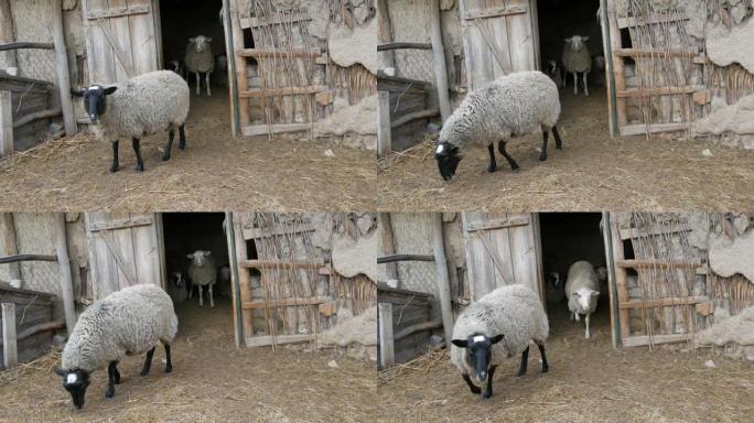 村里一个古老的围场谷仓里一小群不穿衣服的白羊。黑色和白色枪口的有趣绵羊
