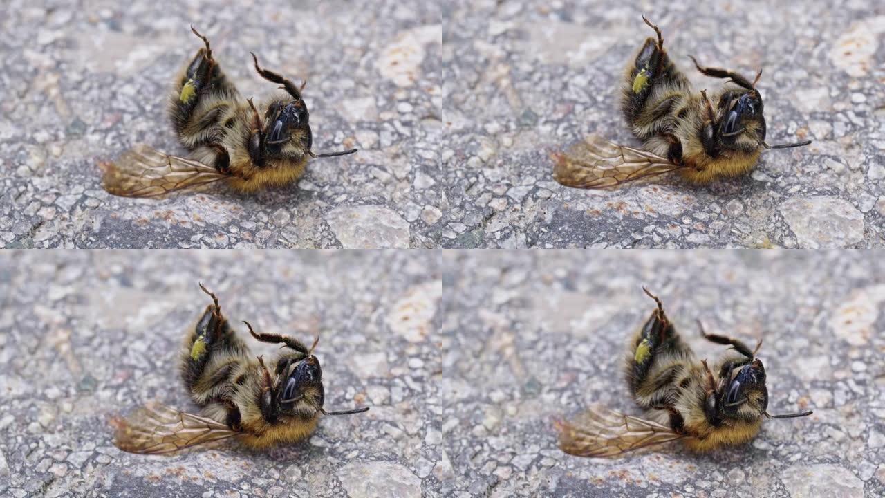 大黄蜂在地面上受伤的特写