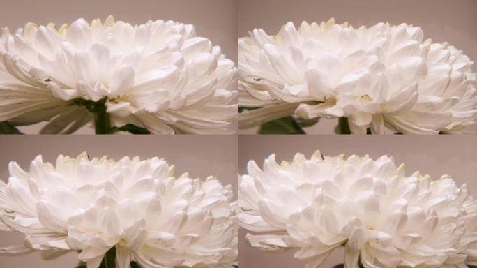 摄像机在水下绕着一朵白色的菊花移动。水下动物。水下植物