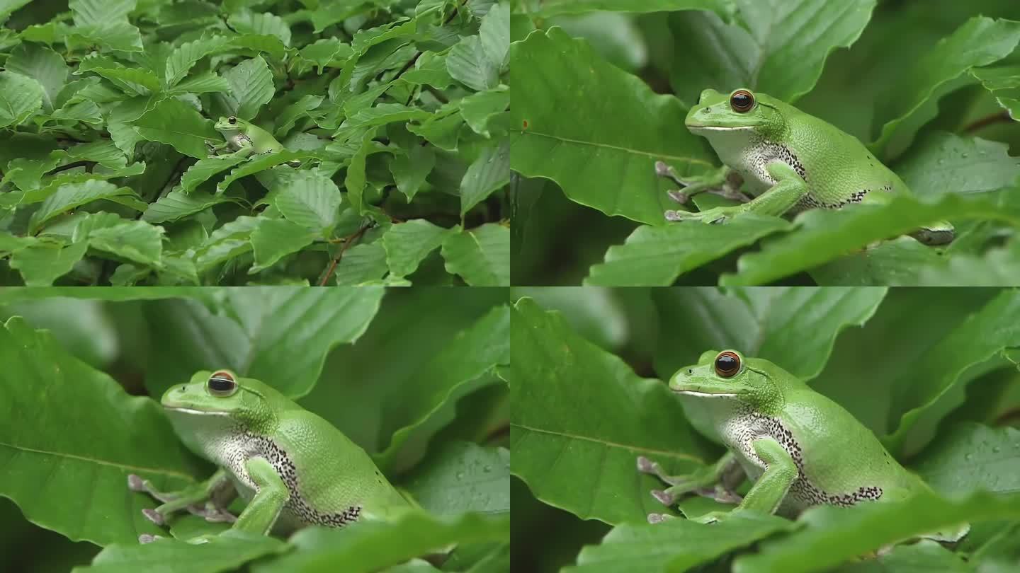 青蛙_绿色生态