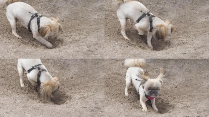 有趣的shihtzu狗毛茸茸的耳朵在黄沙上挖洞
