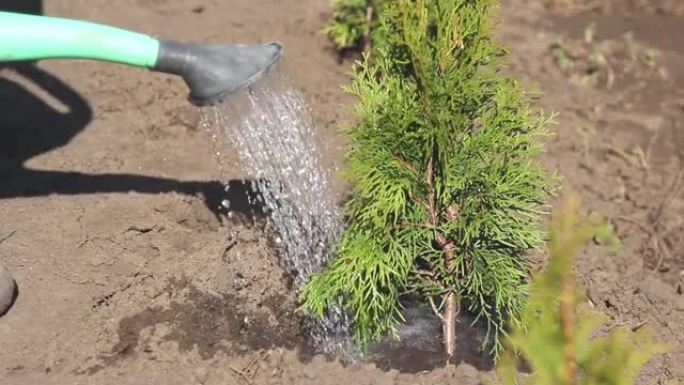 在地里种了一棵浇水罐头的小树后浇水