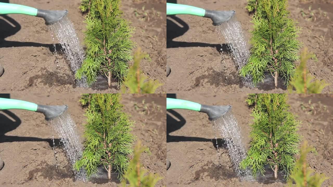 在地里种了一棵浇水罐头的小树后浇水