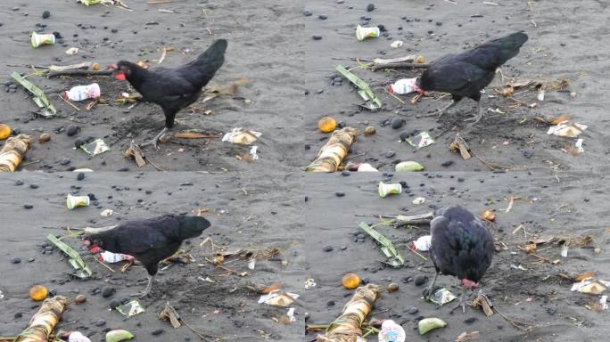 海滩上的野鸡在垃圾中