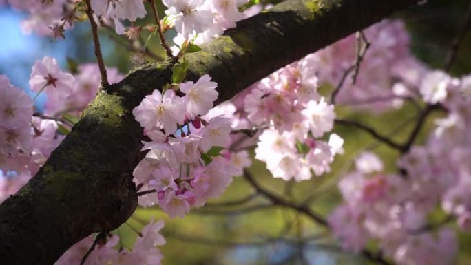 樱花春季樱花树晴天