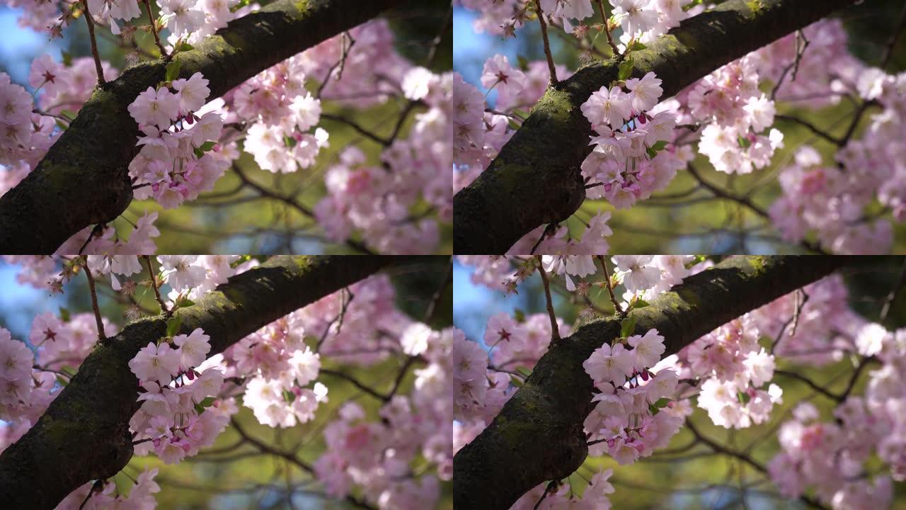 樱花春季樱花树晴天