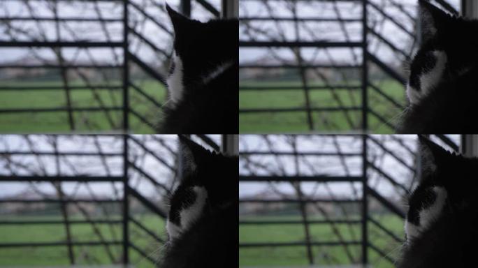 猫的肩膀上的镜头从敞开的阳台门里望去