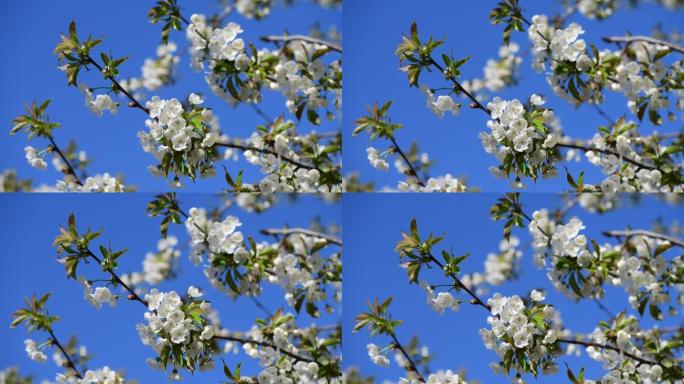 漂亮的白杏春花枝微距摄影自然觉醒4k视频