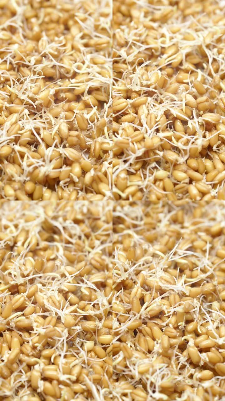 特写发芽的小麦，素食背景