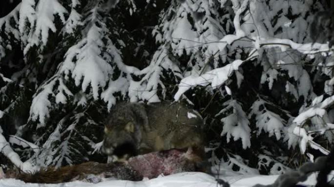 白俄罗斯晚上吃狼的受害者