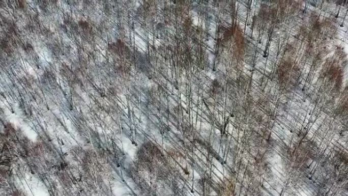 冬季白桦林的景色。雪中树木的刺耳阴影