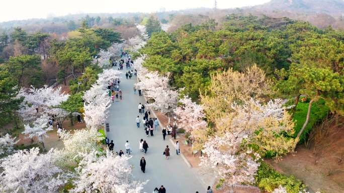 春天青岛中山公园樱花大道-樱花开放