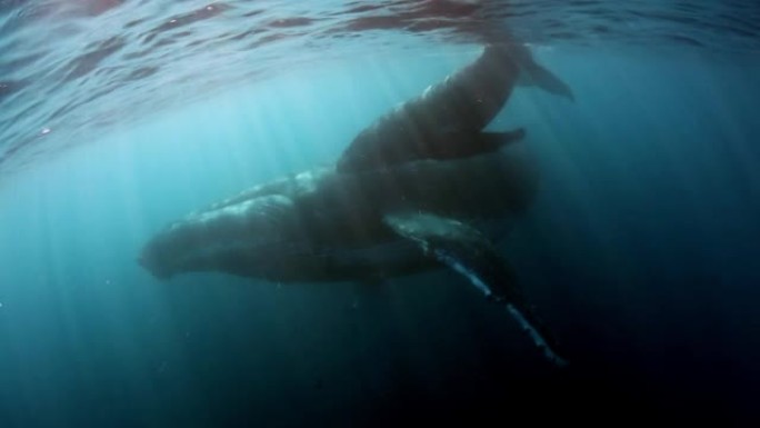 与母亲水下海洋一起拍摄座头鲸小牛。