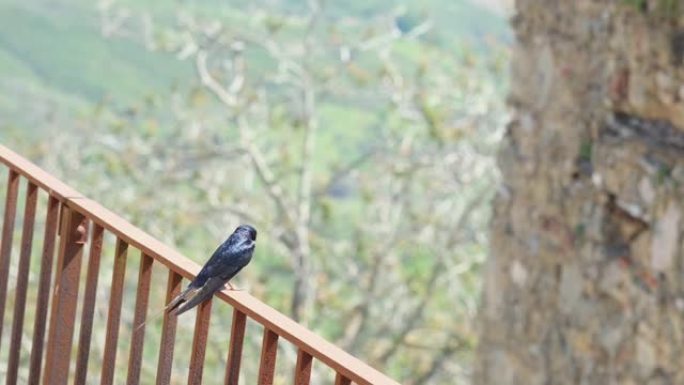 野春燕鸟在乡村乡村栖息地歌唱，动物野生动物