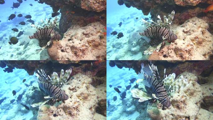 在马尔代夫的礁石上游来游去的狮子鱼