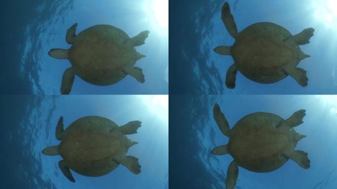 独特的水下视图仰望在海洋中游泳的海龟