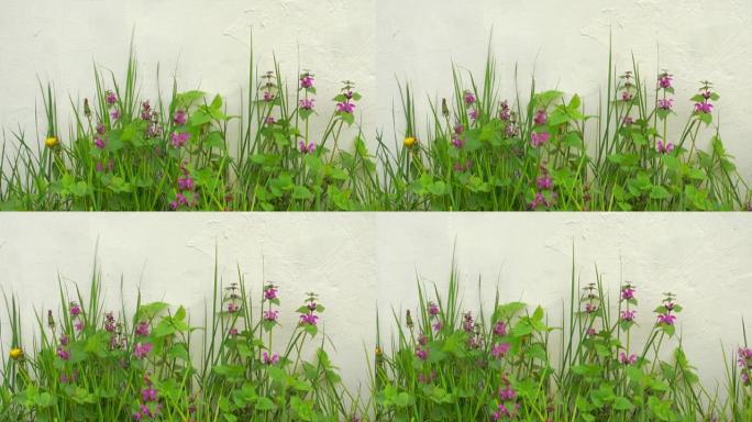 美丽的花朵和白墙附近的绿草，全高清详细视频。