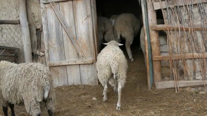 一小群不穿衣服的白羊去了村子里的老围场谷仓。黑色和白色枪口的有趣绵羊