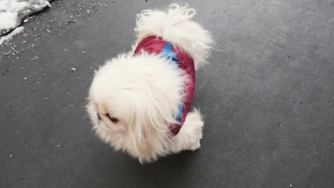 北京犬种的狗在没有防冰剂保护的情况下行走