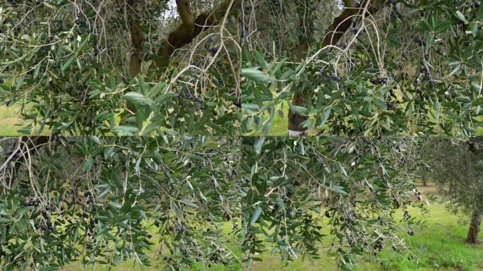 意大利普利亚大区萨伦托的橄榄树林。树上成熟的橄榄