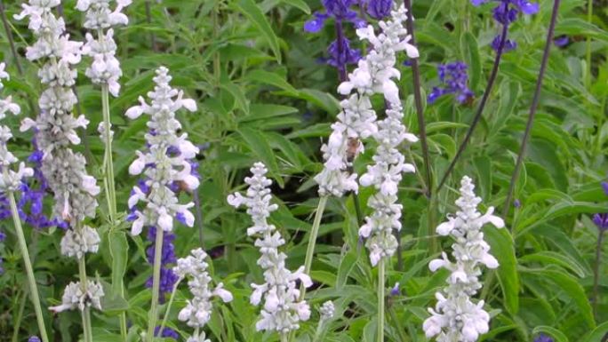 英国薰衣草不寻常的纯白色开花品种。狭叶薰衣草北极雪 (白色薰衣草)。