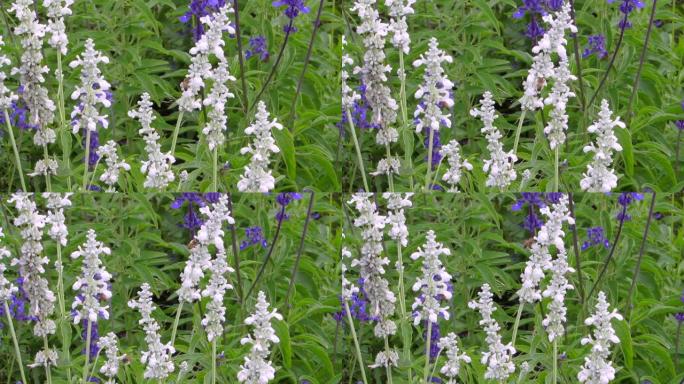 英国薰衣草不寻常的纯白色开花品种。狭叶薰衣草北极雪 (白色薰衣草)。