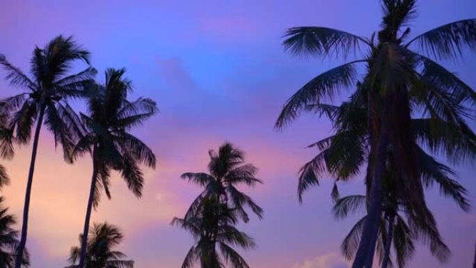 美丽的粉彩彩色日落热带天空椰树剪影